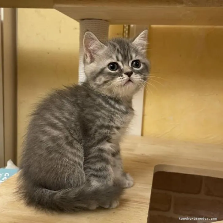 ID:2211-00647の子猫