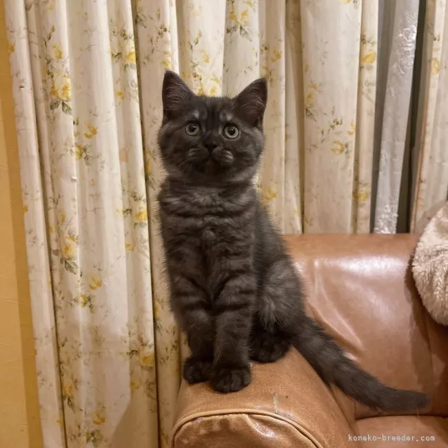 ID：2205-01507の子猫