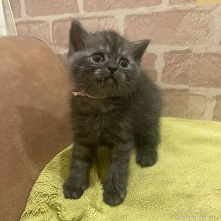 ID：2211-00643の子猫