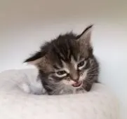 ノルウェージャンフォレストキャット【栃木県・女の子・2021年3月20日・ブラウンマッカレルタビーアンドホワイト】の写真5「生後2週間のとき」