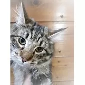 ノルウェージャンフォレストキャット【栃木県・女の子・2024年9月5日・ブラウンクラシックタビー】の写真2