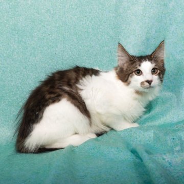 ノルウェージャンフォレストキャット【栃木県・男の子・2025年6月8日・ブラウンマッカレルタビー&ホワイト（ロングヘアー）】の写真「個性的な柄の北欧の森猫」