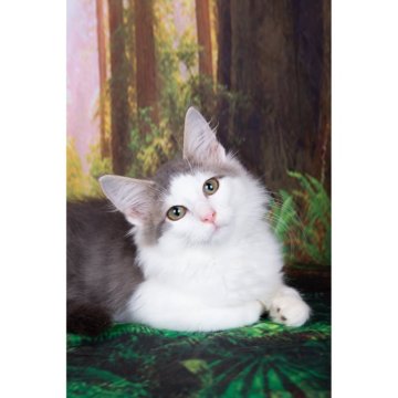 ノルウェージャンフォレストキャット【栃木県・男の子・2025年6月24日・ブルーマッカレルタビー&ホワイト（ロングヘアー）】の写真「北欧の森猫です」