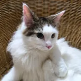 ノルウェージャンフォレストキャット