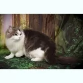 ノルウェージャンフォレストキャット