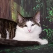 ノルウェージャンフォレストキャット【栃木県・男の子・2025年6月8日・ブラウンマッカレルタビー&ホワイト】の写真2