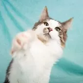 ノルウェージャンフォレストキャット【栃木県・男の子・2025年6月8日・ブラウンマッカレルタビー&ホワイト】の写真2