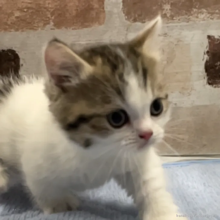 ID：2311-01337の子猫