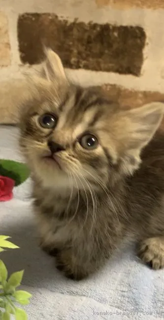 ひまわり 様のお迎えした子猫