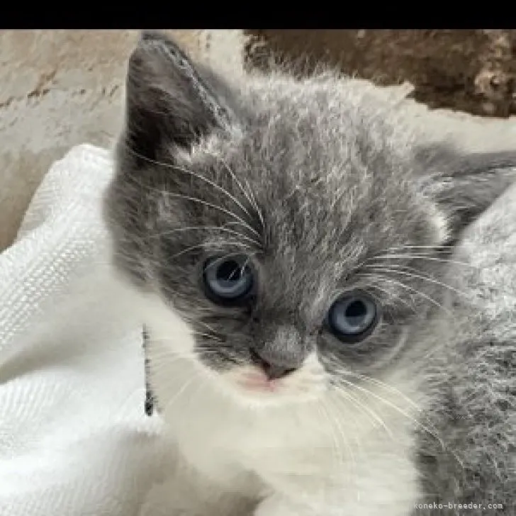 ID：2308-03182の子猫