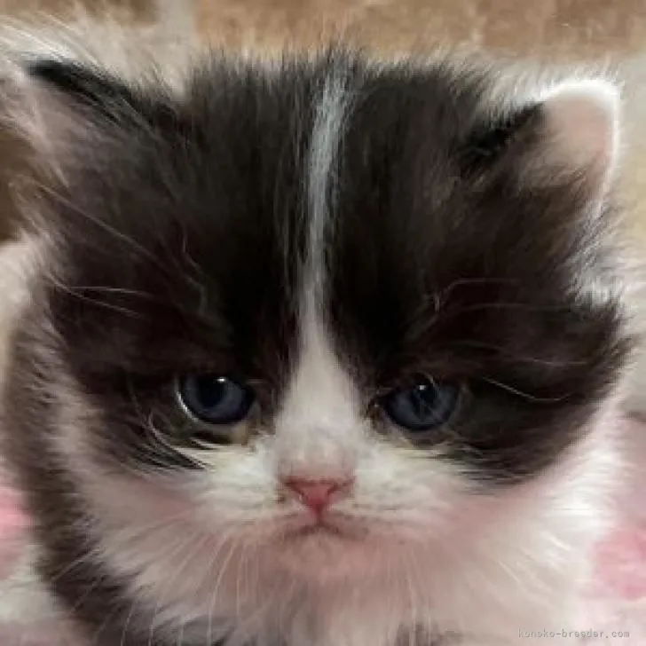 いづみ。 様のお迎えした子猫