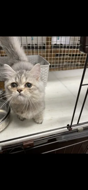 ID：2109-00798の子猫