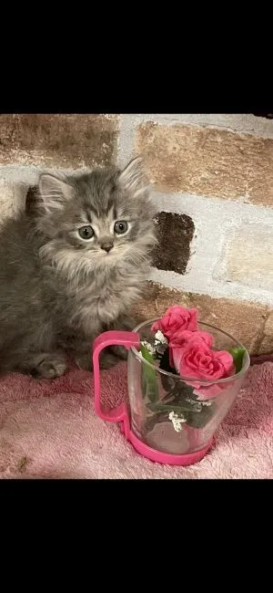 ID：2201-01839の子猫
