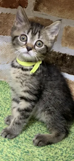 ID：1903-01023の子猫