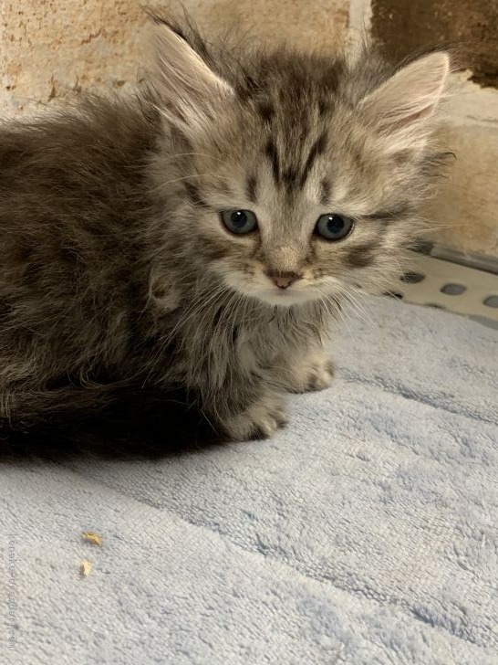 マンチカンの子猫をお迎えいただいたお客様の声 口コミ 評判 埼玉県 みんなの子猫ブリーダー マンチカンの子猫をお迎えいただいたお客様の声 口コミ 評判 埼玉県 みんなの子猫ブリーダー