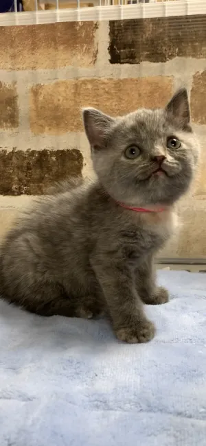 ID：2008-01300の子猫
