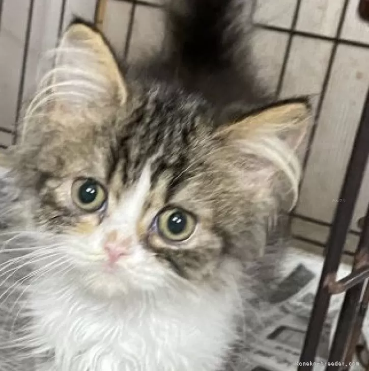 ID：2410-02325の子猫