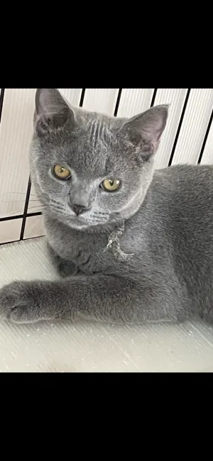 ID:2106-01989の子猫