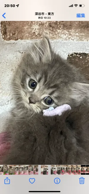 ID：2201-01848の子猫