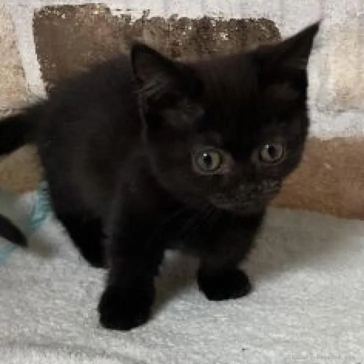 ID：2212-01977の子猫