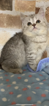 ミヌエット【埼玉県・女の子・2020年2月23日・チンチラシルバータビー】の写真「穏やかな女の子、」