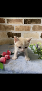 マンチカン(長足)【埼玉県・女の子・2020年11月8日・クリーム&ホワイト】の写真「お顔がまん丸でお目目もまん丸」