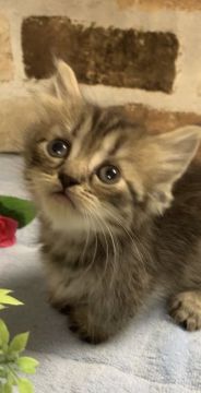 マンチカン(短足)【埼玉県・女の子・2020年8月8日・ブラウンタビー】の写真「短足長毛の女の子」