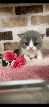 マンチカン(長足)【埼玉県・男の子・2022年2月6日・ブルー&ホワイト】の写真「遺伝子検査クリアです、安心してお迎えできます。」