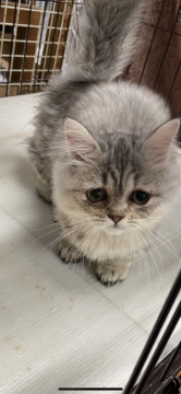 マンチカン(長足)【埼玉県・男の子・2021年6月25日・シルバータビーホワイト】の写真「穏やかな性格ですのです。」