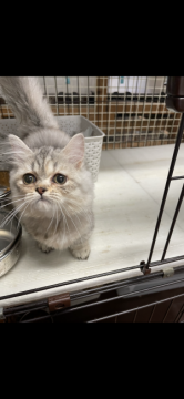 ミヌエット【埼玉県・女の子・2021年6月30日・シルバータビーホワイト】の写真「遺伝子検査両親クリアです
少し歯並びに訳あり連絡」