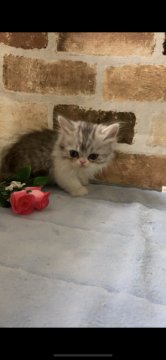 ミヌエット【埼玉県・女の子・2021年1月8日・ブラウンタビー】の写真「短足で超可愛いく大人の顔になりました。　会いに来て」