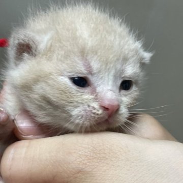 ブリティッシュショートヘア【埼玉県・女の子・2023年7月25日・クリーム】の写真「ふわふわのクリーム色の可愛い子猫です。」