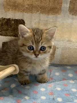 ミヌエット【埼玉県・女の子・2020年6月2日・ブラウンタビー】の写真「お目目もお顔もまん丸な控えめなこです。」