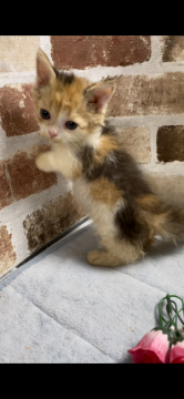 マンチカン(短足)【埼玉県・女の子・2021年6月25日・キャリコ】の写真「短足で巻毛でキャリコ、とても可愛い女の子です。」