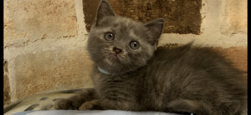 ブリティッシュショートヘア【埼玉県・男の子・2020年6月30日・ブルー】の写真「元気な男の子離乳食沢山食べてます。」