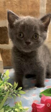 ブリティッシュショートヘア【埼玉県・男の子・2020年2月24日・ブルー】の写真「父　クォードチャンピョンイケメンくん」