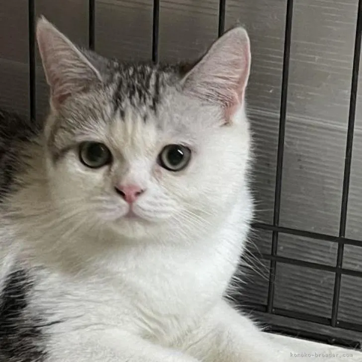 ID:2204-01252の子猫