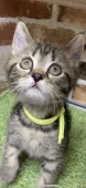 マンチカン(長足)【埼玉県・男の子・2019年1月30日・】の写真2