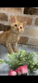 マンチカン(長足)【埼玉県・女の子・2021年3月8日・】の写真2「身体もしっかりしてご飯沢山食べてます。」