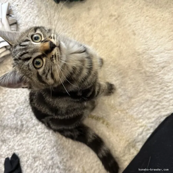 ID:2305-02571の子猫