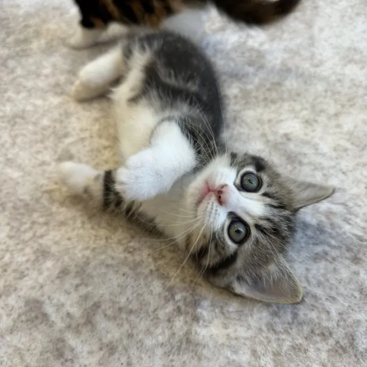 ID：2305-02581の子猫