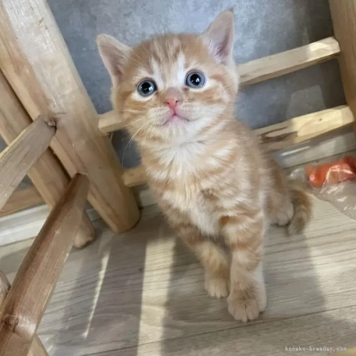 ID：2302-00765の子猫
