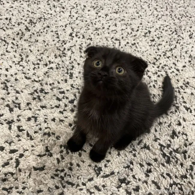ID:2109-00241の子猫