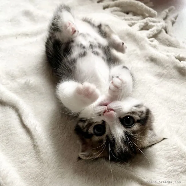 ID：2104-01800の子猫