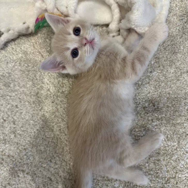ID：2411-01279の子猫