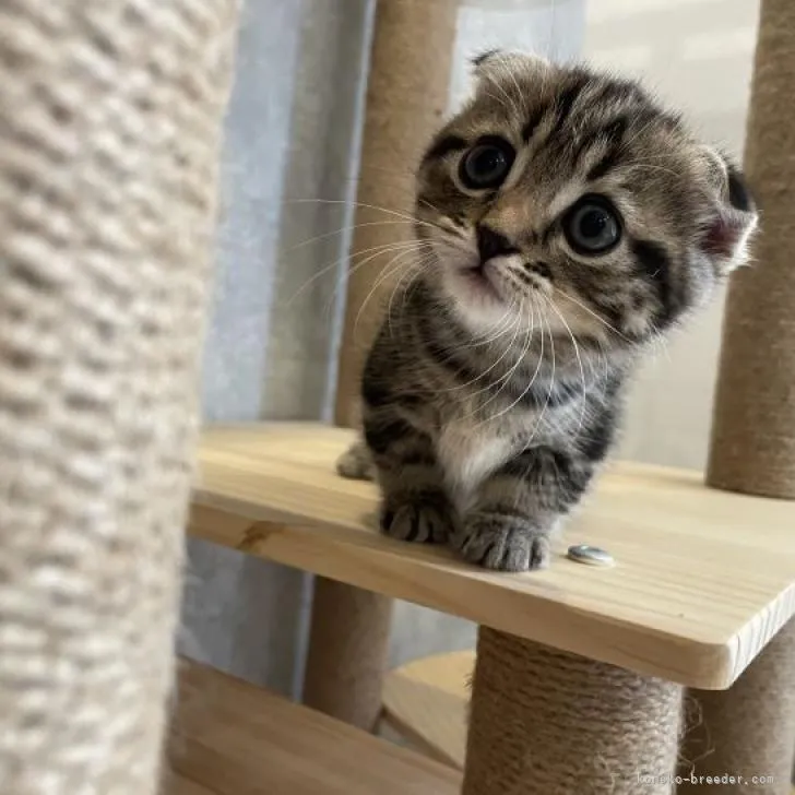 ID：2205-02723の子猫