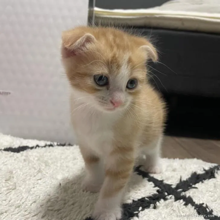 ID:2211-02377の子猫