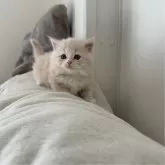 マンチカン(短足)【福岡県・男の子・2024年10月29日・クリームタビーアンドホワイト】の写真2