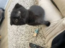 マンチカン(長足)【福岡県・女の子・2021年8月5日・ブラックスモーク】の写真2