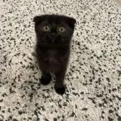 マンチカン(長足)【福岡県・女の子・2021年8月5日・ブラックスモーク】の写真3